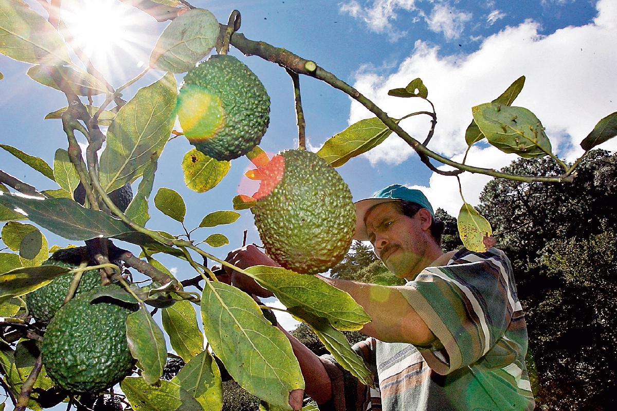 Agricultores de aguacate deberán establecer mecanismos para prolongar la producción. (Foto Prensa Libre: Hemeroteca PL)