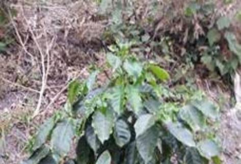 La planta mostró mayor resistencia a la sequía a los 10 meses de siembra. (Foto Prensa Libre: cortesía Anacafé)