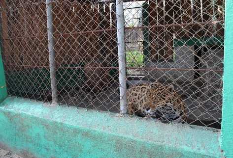 El espacio  del jaguar se encuentra en  condiciones deplorables, que se evidencian en  la falta de rejas apropiadas.