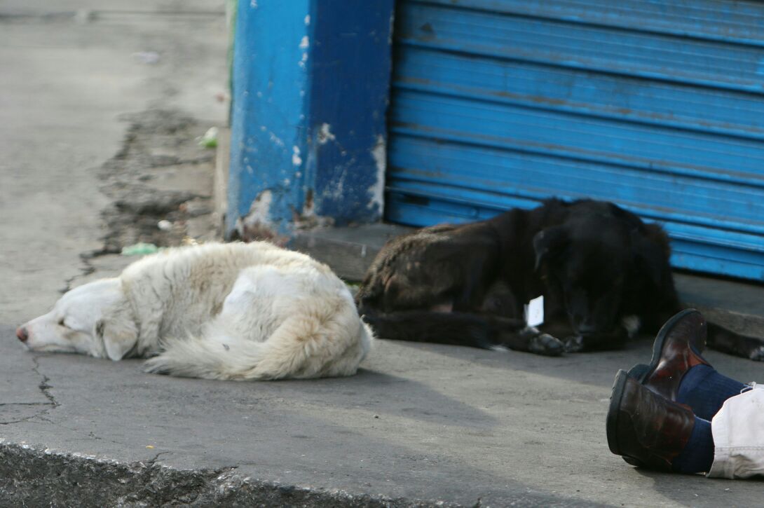 Dos perros acompañan el cadáver de su dueño, muerto a golpes en una de las calles de la zona 5. (Foto Prensa Libre: Érick Ávila)