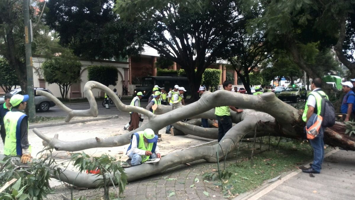 El árbol no causó daños físicos ni materiales. (Foto Prensa Libre Érick Ávila)