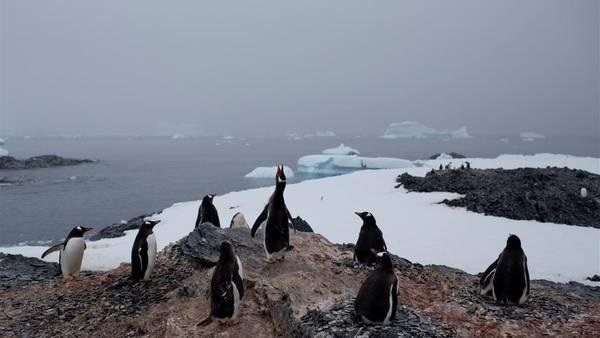 Pinguinos amenazados por un iceberg. (Foto Prensa Libre: AFP)