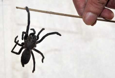 Dos personas murieron en la India por picadura de araña. (Foto Prensa Libre: AP)