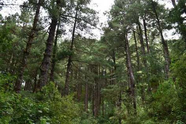 Los regentes podrán participar en cursos de capacitación y actualización organizados por el Conap. (Foto Prensa Libre: Archivo)