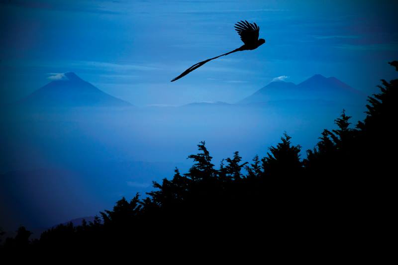 Imagen de un quetzal captada en la Siera de las Minas. (Foto Prensa Libre: Ricky López Bruni)
