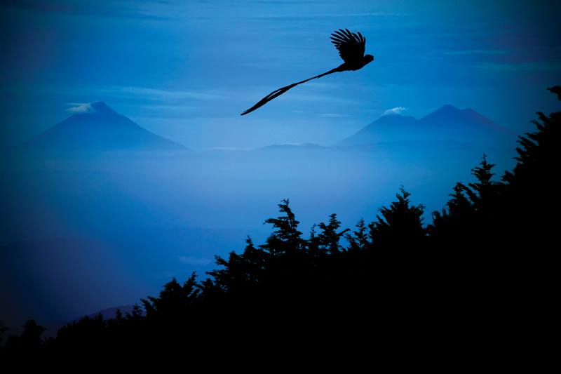 Imagen de un quetzal captada en la Siera de las Minas. (Foto Prensa Libre: Ricky López Bruni)