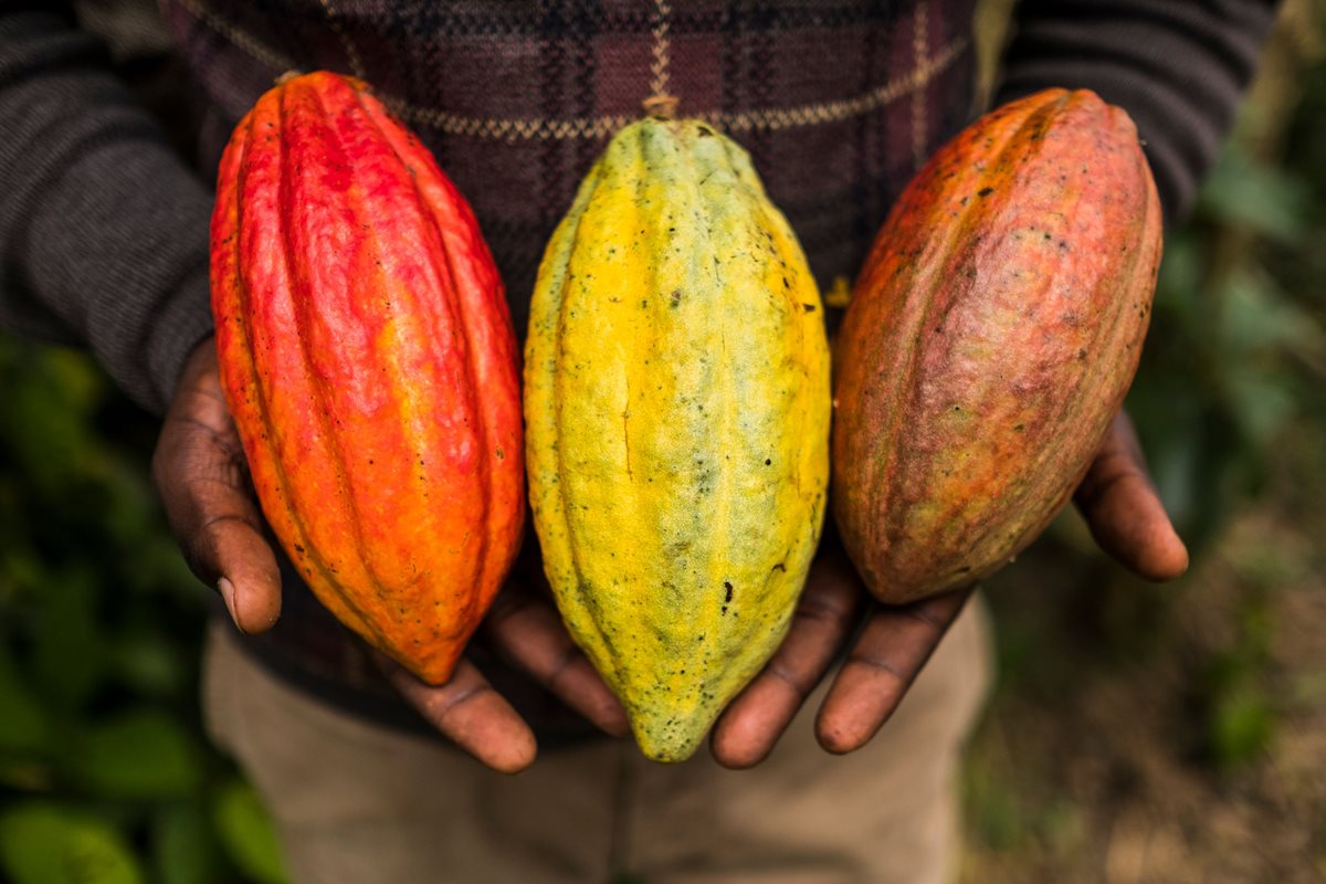 El cacao fino de aroma puede llegar a valer tres veces el precio normal del cacao convencional. (Foto Prensa Libre: AFP)