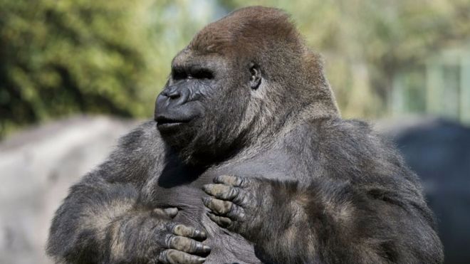 El triste destino de Bantú, el gorila más querido de México