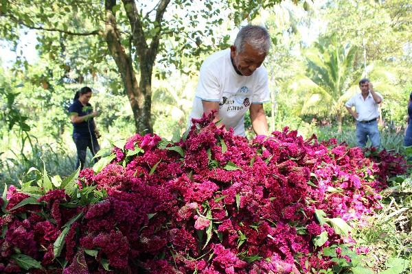 Un   campesino   del cantón  Ocosito, San  Sebastián, Retalhuleu, corta  la flores  de Campeche.