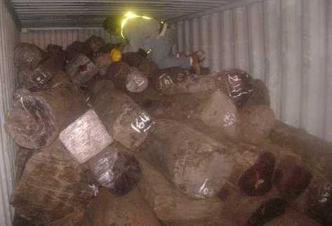 En el puerto Santo Tomás de Castilla hay tres contenedores incautados con trozas de rosul, las cuales se trató de sacar con papelería falsa, en la cual se consignaba otro tipo de madera.