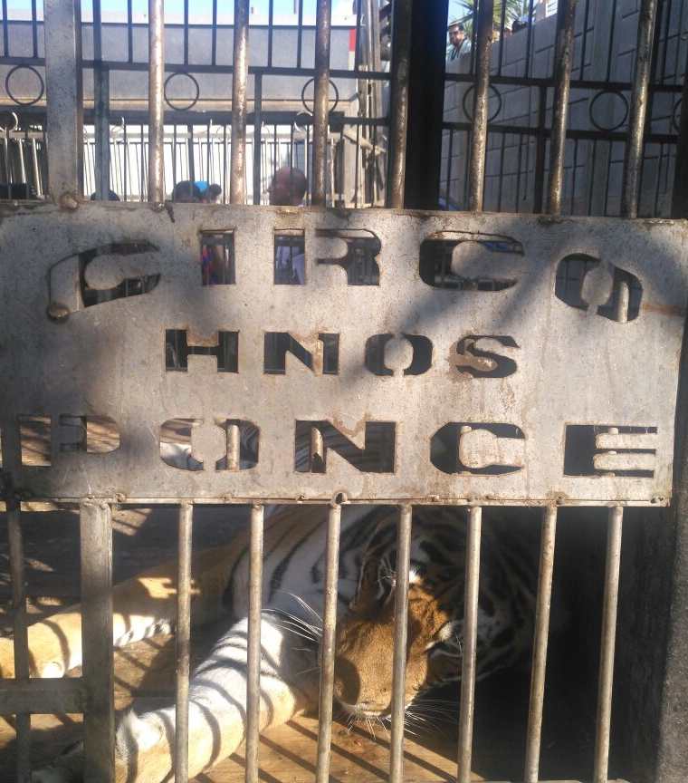 En el terreno se localizaron 13 tigres de bengala y dos camellos. (Foto Prensa Libre: Cortesía Conap)