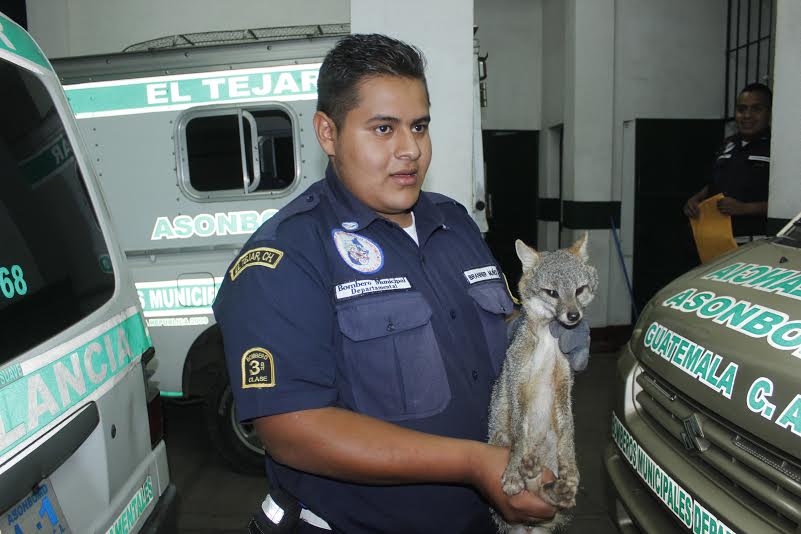 Socorrista sostiene a la zorra rescatada en El Tejar, Chimaltenango. (Foto Prensa Libre: Víctor Chamalé)
