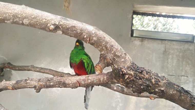 El quetzal estuvo en resguardo del zoológico La Aurora desde que fue rescatado el 4 de enero último. (Foto Prensa Libre: Conap)