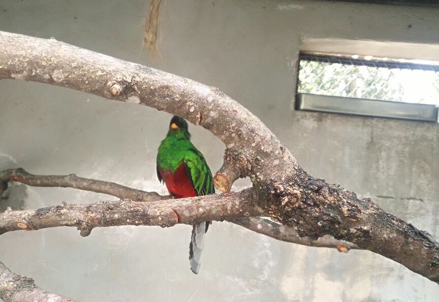 Muere quetzal que fue hallado en la zona 16