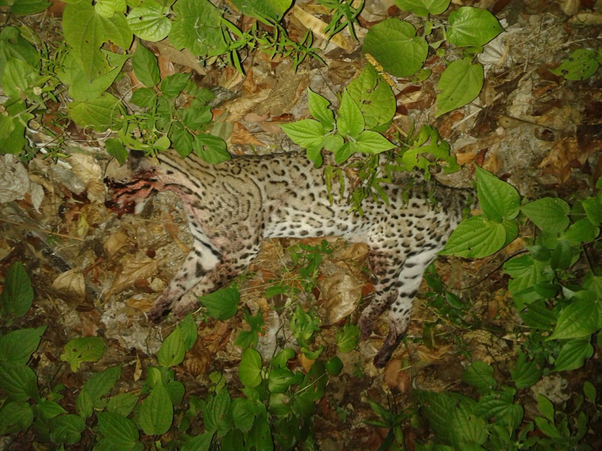 Un tigrillo fue atropellado recientemente en la ruta que conduce a Tikal. (Foto Prensa Libre: Rigoberto Escobar)