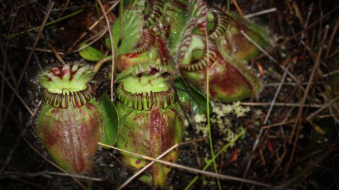 Pese a haberse separado hace millones de años y antes de ser carnívoras, las tres especies desarrollaron los mismos mecanismos para digerir insectos. MITSUYASU HASEBE