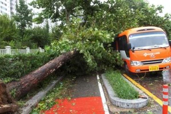 Daños ocasionados por tifón en Corea del Sur.