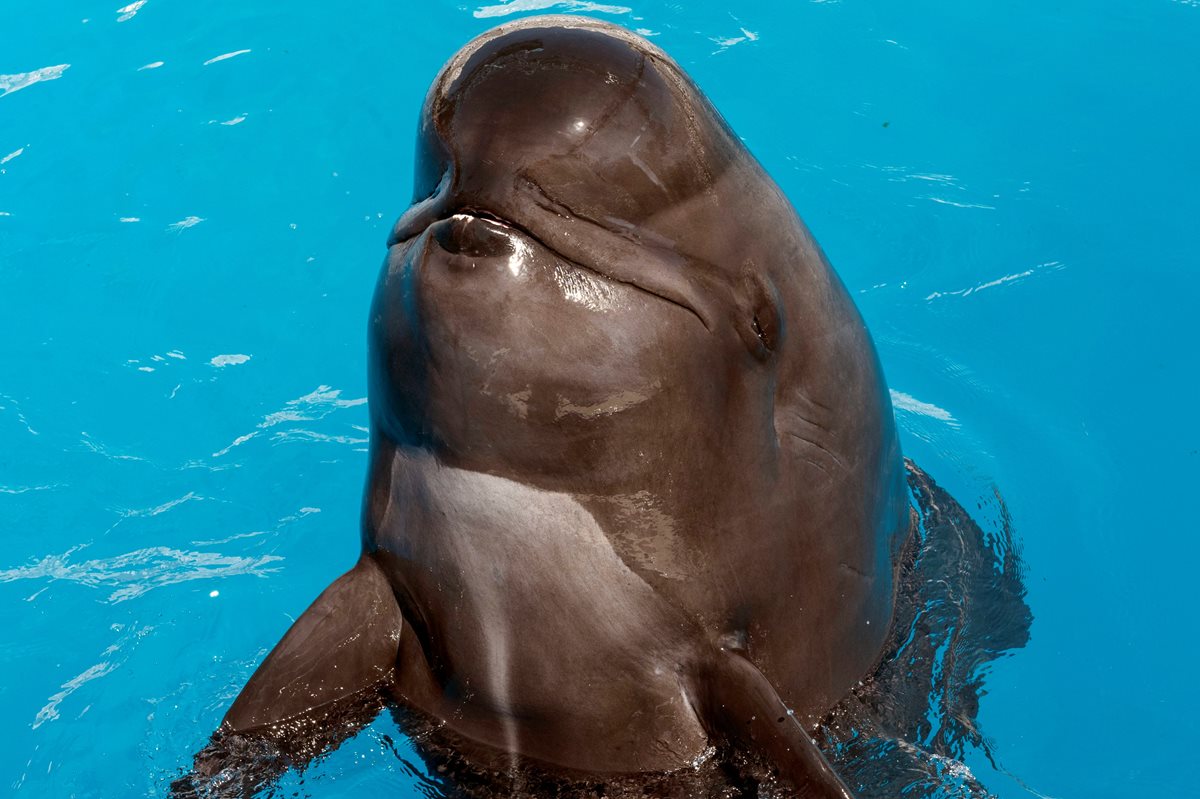 "Bubbles", la ballena piloto de SeaWorld, falleció recientemente, informó el parque. (Foto Prensa Libre: AP)