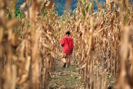 El Corredor Seco es una de los ejemplos mundiales del cambio climático. (Foto, Prensa Libre: Hemeroteca PL)