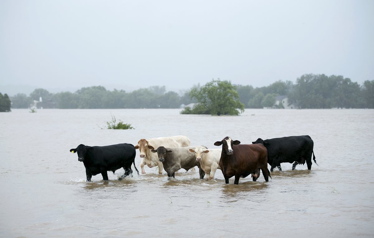 El ganado está varado en una carretera inundada en La Grange, Texas.