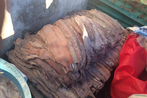 Autoridades decomisaron unas mil libras de carne de pez vela en Puerto San José, Escuintla. (Foto: Prensa Libre: Carlos Paredes)