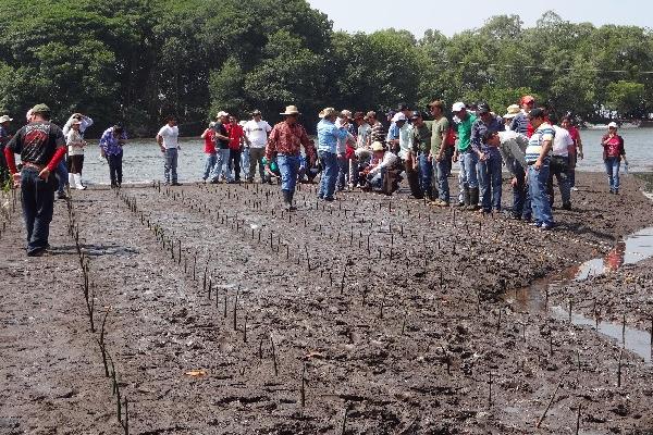 Universitarios participan  en  la reforestación en un  área de Tilapa, La Blanca.