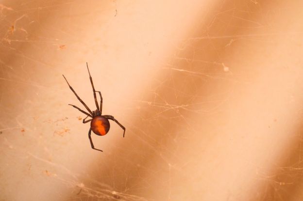 Las hembras de araña de espalda roja suelen darse un banquete después del coito... comiéndose al macho. GETTY IMAGES