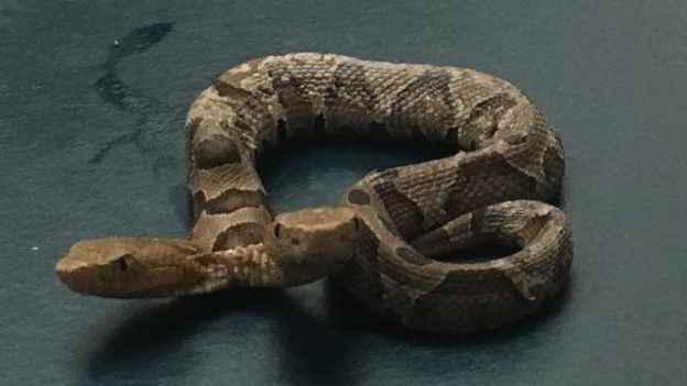Los científicos aseguran que es difícil que una serpiente bicéfala sobreviva en la naturaleza. CENTRO DE VIDA SALVAJE DE VIRGINIA