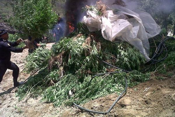 Los oficiales de la Policía Nacional Civil incineraron las plantaciones de marihuana localizada en un lugar montañoso de Totonicapán.<br _mce_bogus="1"/>