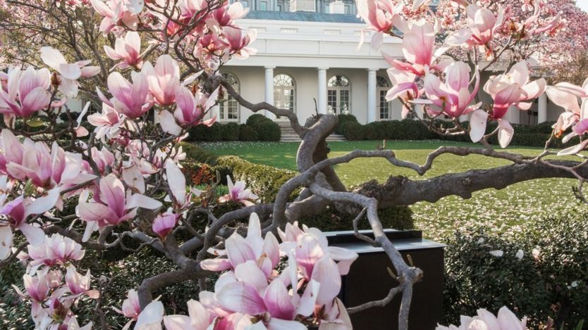 La magnolia ha estado en el jardín de la Casa Blanca desde hace casi 200 años. AFP