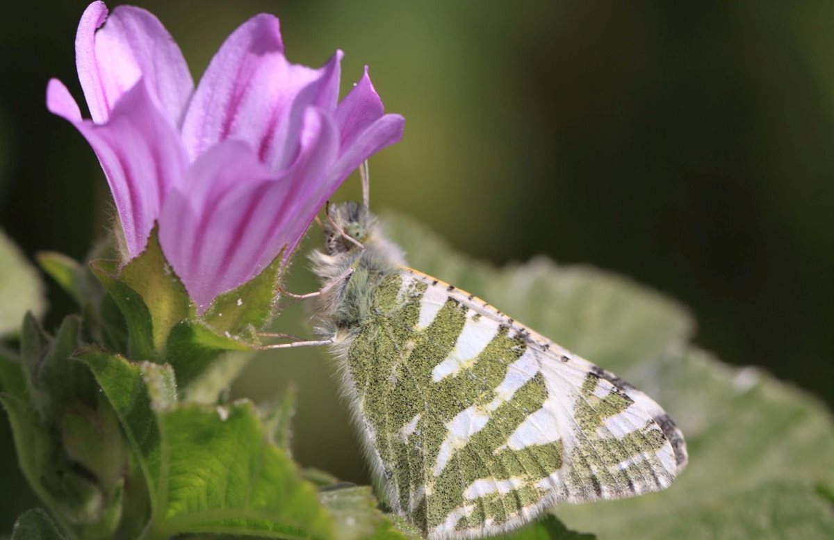 Al borde de extinción están 19 especies de mariposas del Mediterráneo