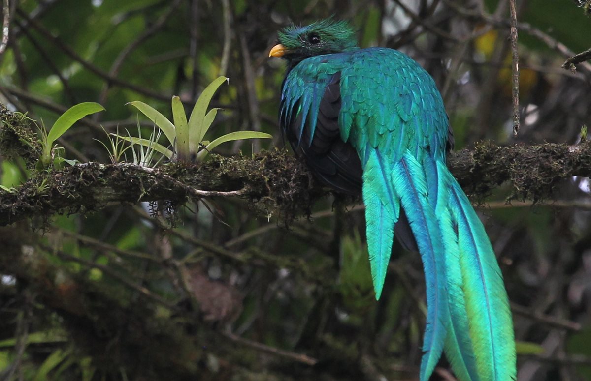 La estrategia busca reproducir el Quetzal en cautiverio. (Foto Prensa Libre: Hemeroteca PL)