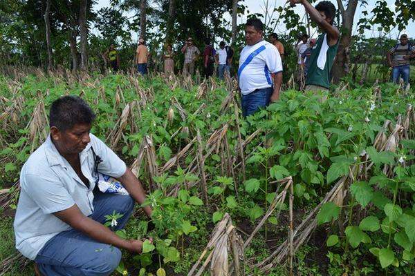 Agricultores observan daño en plantaciones de ajonjolí, a causa de fumigación. (Foto Prensa Libre: Jorge Tizol)