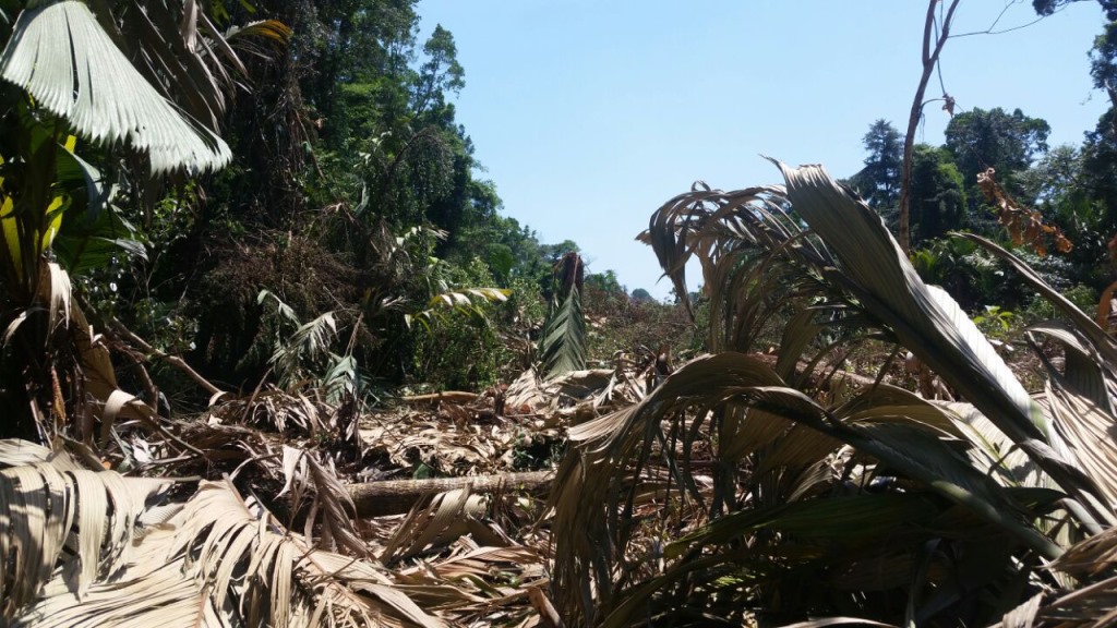 Una de las áreas afectadas por la tala en Punta de Manabique, Izabal. (Foto Prensa Libre: Dony Stewart).