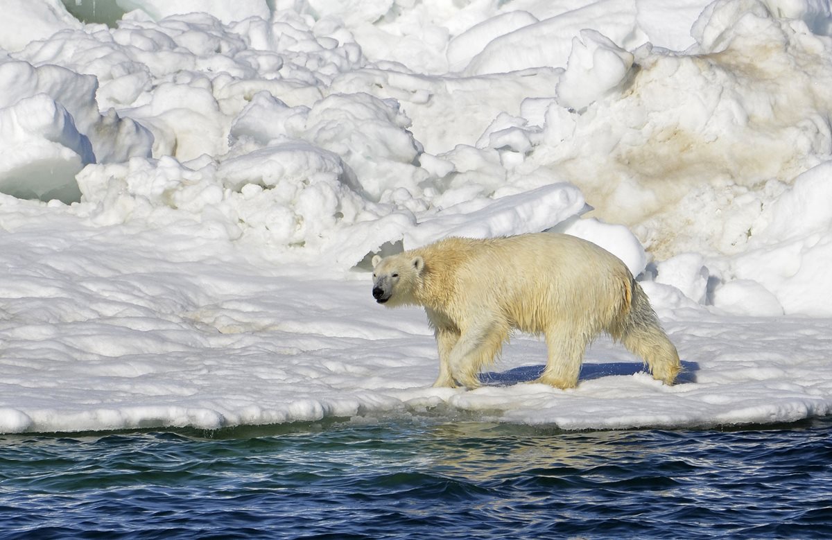 Un oso polar camina en el mar de Chukchi, Alaska. (Foto Prensa Libre: AP).