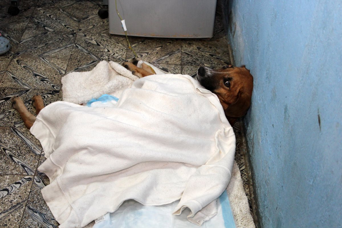 El perro Gordito se recupera luego de haber sido atacado a balazos en La Tinta, Alta Verapaz. (Foto Prensa Libre: Eduardo Sam Chun)