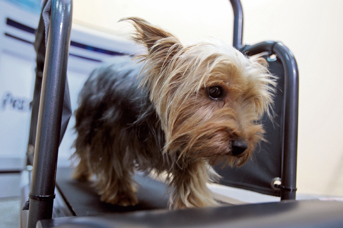 Chewie,una yorkshire terrier de 2 años, se ejercita en una banda caminadora para perros. (Foto Prensa Libre: Óscar Rivas)