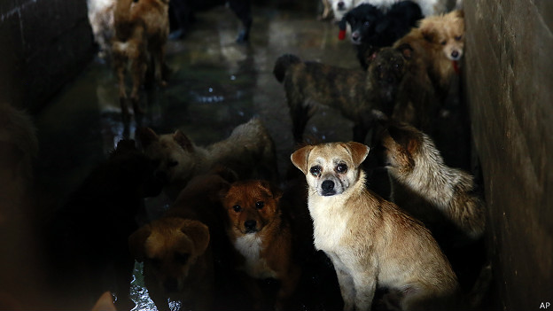 El Festival de la Carne de Perro de Yulin es una popular celebración que se remonta a los años 90. (AP).