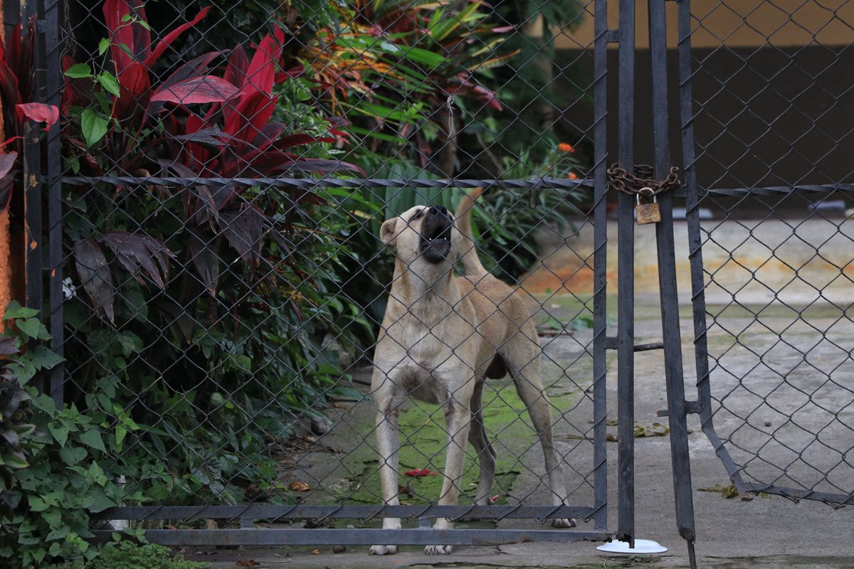 Solo las mascotas se encuentran en las viviendas de las familias que fueron evacuadas por la erupción del Volcán de Fuego en la aldea El Rodeo. (Foto Prensa Libre: Enrique Paredes)