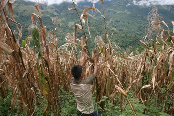 La sequía en la región centroamericana aumentó los riesgos de inseguridad alimentaria. (Foto Prensa Libre: Archivo.)