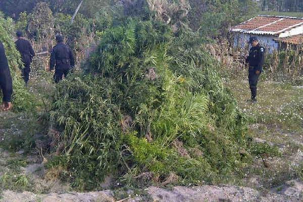 Más de 5 mil matas de marihuana fueron incineradas en un sector de Momostenango, Totonicapán. (Foto Prensa Libre: Edgar Domínguez)<br _mce_bogus="1"/>