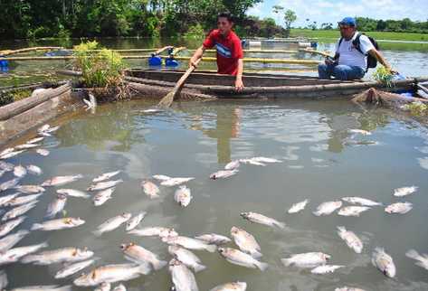 Crianza de tilapias está en riesgo en Retalhuleu, por muerte masiva de peces en la laguna El Mezá, el fin de semana.
