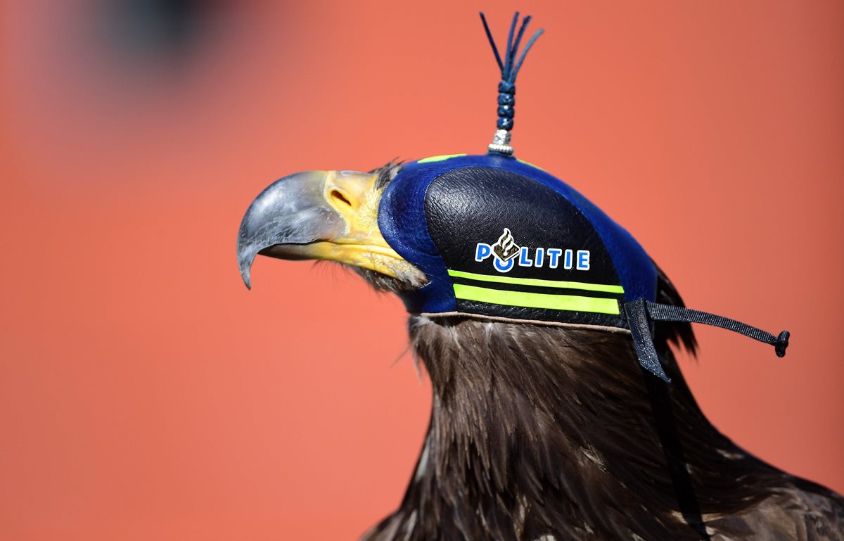 Un águila con su equipo para cazar drones, durante una sesión de entrenamiento.(Foto Prensa Libre: AFP).