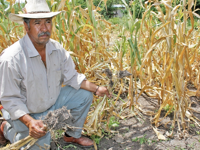 Niños buscan algunas mazorcas en una plantación de maíz, en  Huehuetenango, dañada por la  sequía.