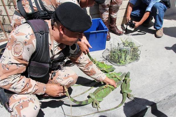 Agentes de Diprona rescatan a 46 iguanas que eran traficadas en un bus en Villa Nueva (Foto Prensa Libre: PNC). <br _mce_bogus="1"/>