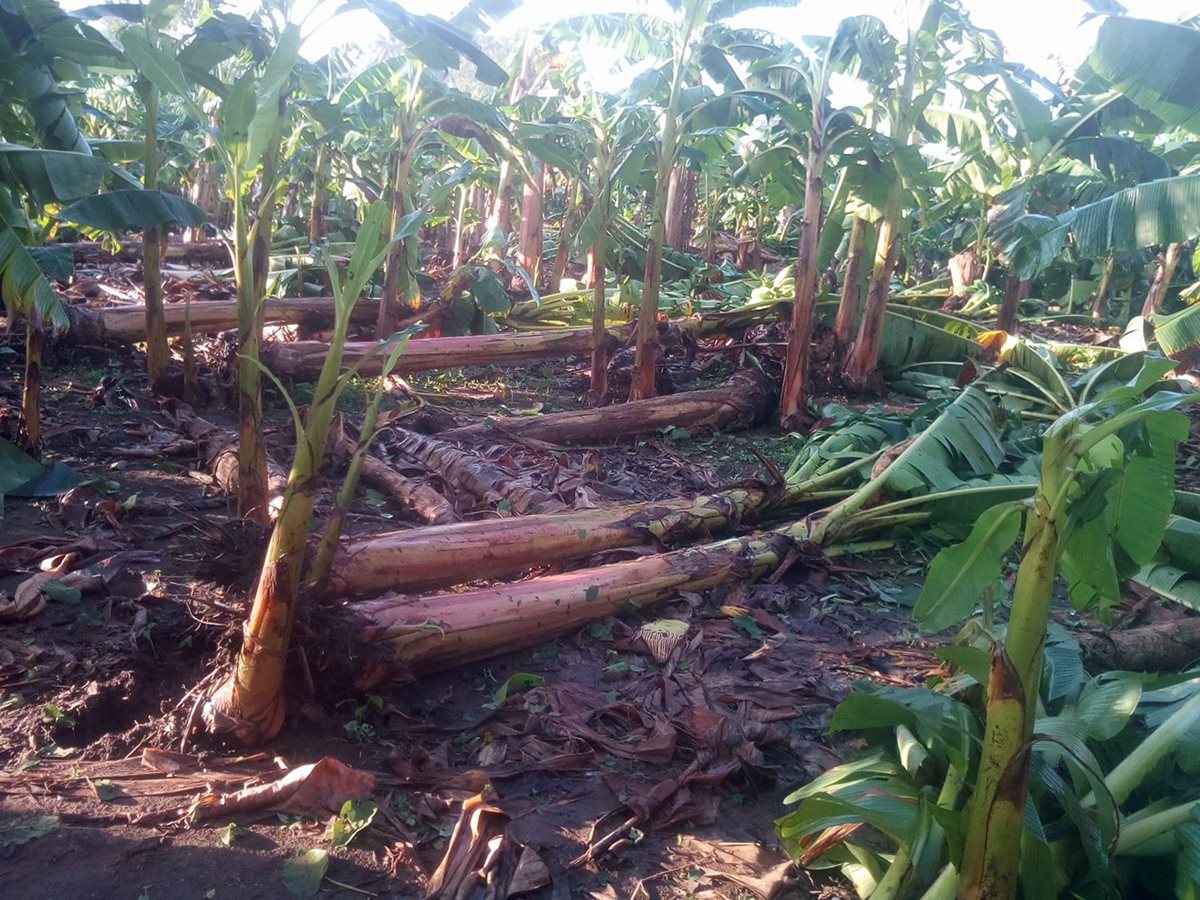 Pequeñas plantaciones de banano también resultaron con daños por las lluvias. (Foto Prensa Libre: Cristian Icó)