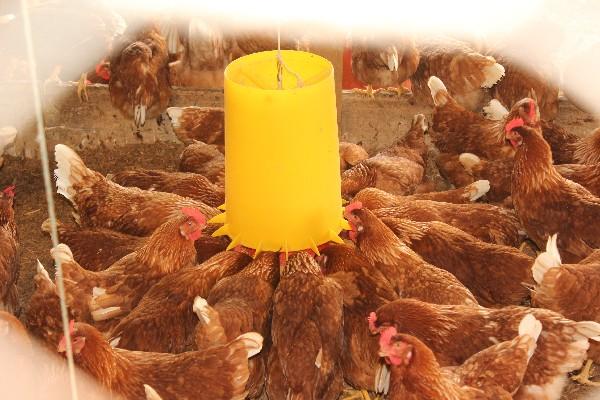 PriMera granja de gallinas ponedoras en Unión Cantinil, Huehuetenango.