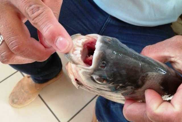 Un pescador muestran los dientes del pez tipo piraña, atrapado en el lago Petén Itzá. (Foto Prensa Libre: Rigoberto Escobar)
