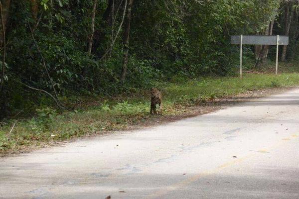 Un Jaguar cruza la carretera que lleva a Tikal, en Petén. (Foto Prensa Libre: Bremma's Big Biking Adventure)