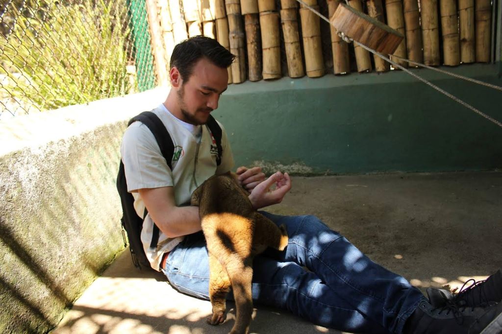 Personal del Zoológico Minerva se encarga del cuidado de los micoleones. (Foto Prensa Libre: Cortesía).